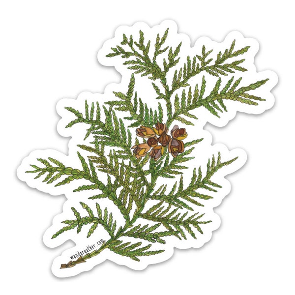 Cedar Evergreen Vinyl Sticker, Watercolor Botanical Illustration