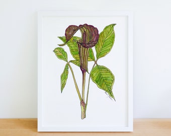 Jack in the Pulpit Wildflower Native Plant 8x10 Archival Print