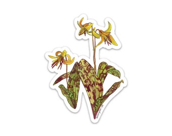 Yellow Trout Lily Native Plant Waterproof Vinyl Sticker,  Watercolor Botanical Illustration