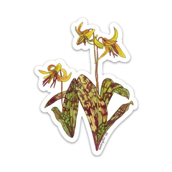 Yellow Trout Lily Native Plant Waterproof Vinyl Sticker,  Watercolor Botanical Illustration