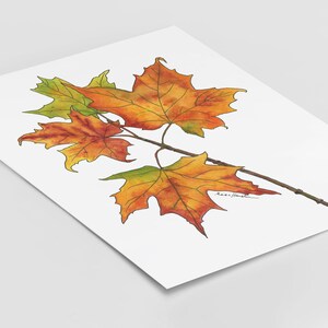 May include: A watercolor painting of three maple leaves in shades of orange, yellow, and green. The leaves are arranged in a cluster, with the stem extending to the right. The artist's signature is visible in the lower right corner.