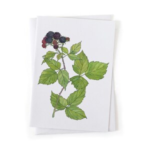 May include: A watercolor illustration of a blackberry branch with green leaves and ripe blackberries.