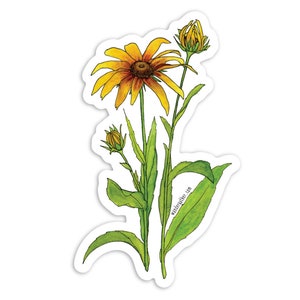 Rudbeckia Wildflower Flower Plant Vinyl Sticker, Botanical Watercolor Illustration image 1