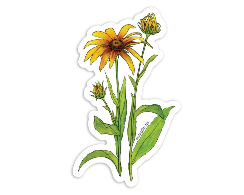 Rudbeckia Wildflower Flower Plant Vinyl Sticker, Botanical Watercolor Illustration image 1