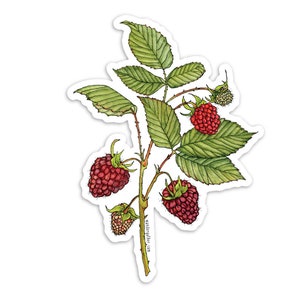 May include: A watercolor illustration of a raspberry branch with green leaves and red raspberries. The branch is depicted with a delicate, hand-drawn style.
