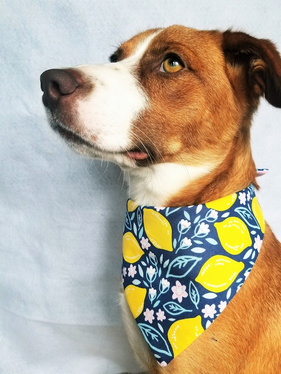 Floral cheap dog bandana