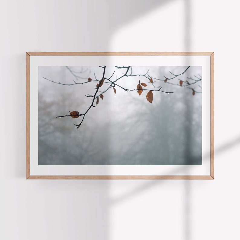 May include: A framed photograph of a branch with brown leaves against a blurry background of trees and fog.