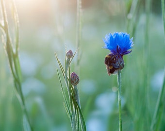 May include: A bumblebee pollinates a blue cornflower in a field of green grass and white wildflowers.