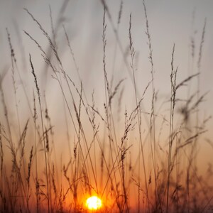 Nature Print, Sunset, Photography, Nature, Wall Art, Home Decor, Colourful Silhouette, Sun, Orange, Fine Art Print, Giclee Print, Art