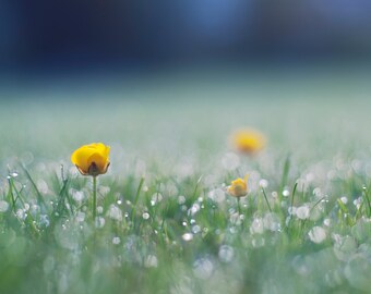 May include: A close-up of a field of green grass with dew drops on the blades. Three yellow flowers are in focus, with the one in the center being the most prominent.