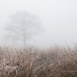 Fine Art Print, Wall Art, Minimalist, White Print, Winter Landscape, Photography, Richmond Park, England, Silhouette, Tree, Fog, Frost, Mist