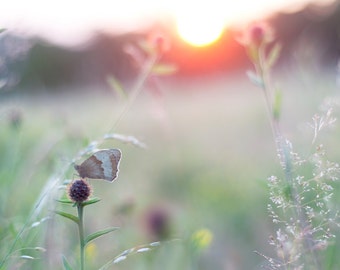 Butterfly Print, Limited Edition Fine Art Print, England, Wall Art, Butterfly Art, Wildflower, Sunset, Summer, Home Decor, Art, Photography
