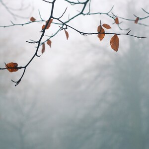 Winter Nature Print, Nature Photography, Minimalist Art, Zen, Autumn Leaves, Fall, Trees, Nature Print, Wall Decor, Home Decor, Fine Art