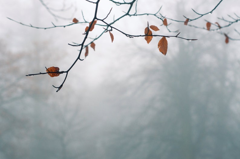May include: A close-up of a bare tree branch with a few brown leaves hanging from it. The background is a blurry, foggy forest.