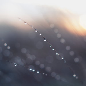 Abstract Nature Photography - Limited Edition Fine Art Print - Wall Decor, Dew, Sunrise, Water Droplets, Square Print, Dreamy