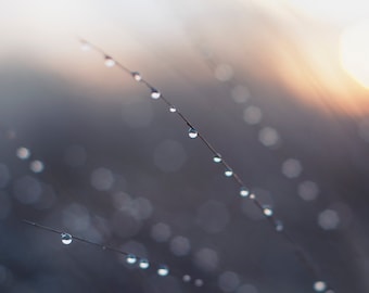 May include: Close-up of dew drops on blades of grass with a blurred background of a sunrise.
