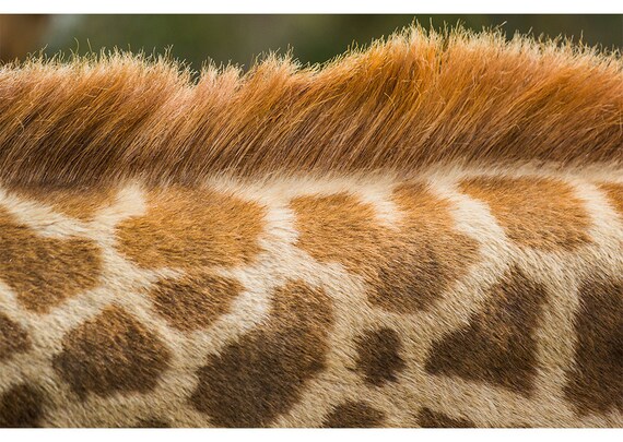 Giraffe Neck Pattern Print Fine Art Photography Modern Etsy