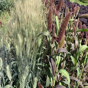Red Jewel Foxtail Millet Seed