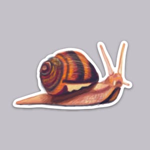 Snail  Sticker- Weatherproof Vinyl