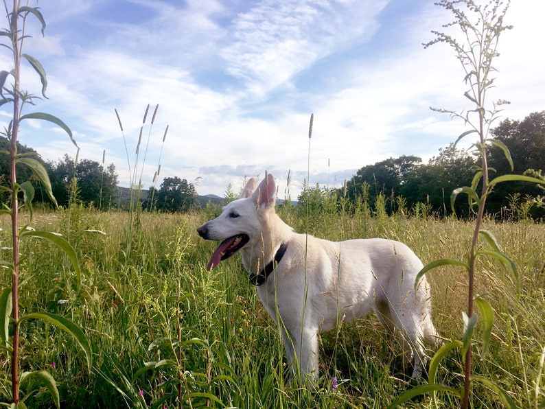 Celtic Knot Leather Dog Collar 1 Wide Dog Collar Etsy