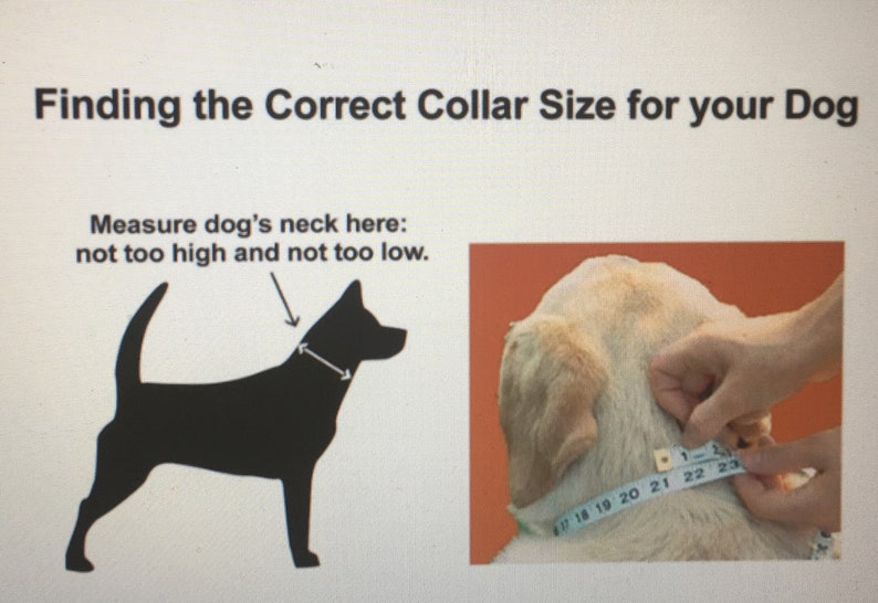 READY TO SHIP Champagne Rhinestone Bling Dog Collar Fits 14-20 Natural Cotton Metal Buckle Sensitive Skin Adjustable Fancy Glam
