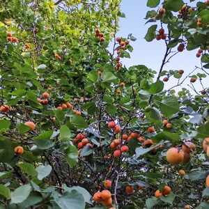 Apricot-Rose Jam image 5