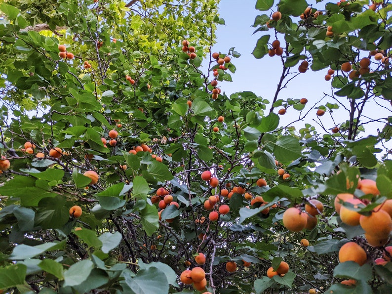 Apricot-Rose Jam image 5