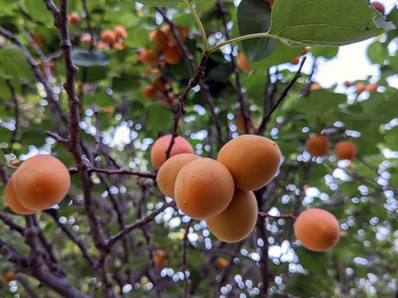 Apricot-Rose Jam image 4