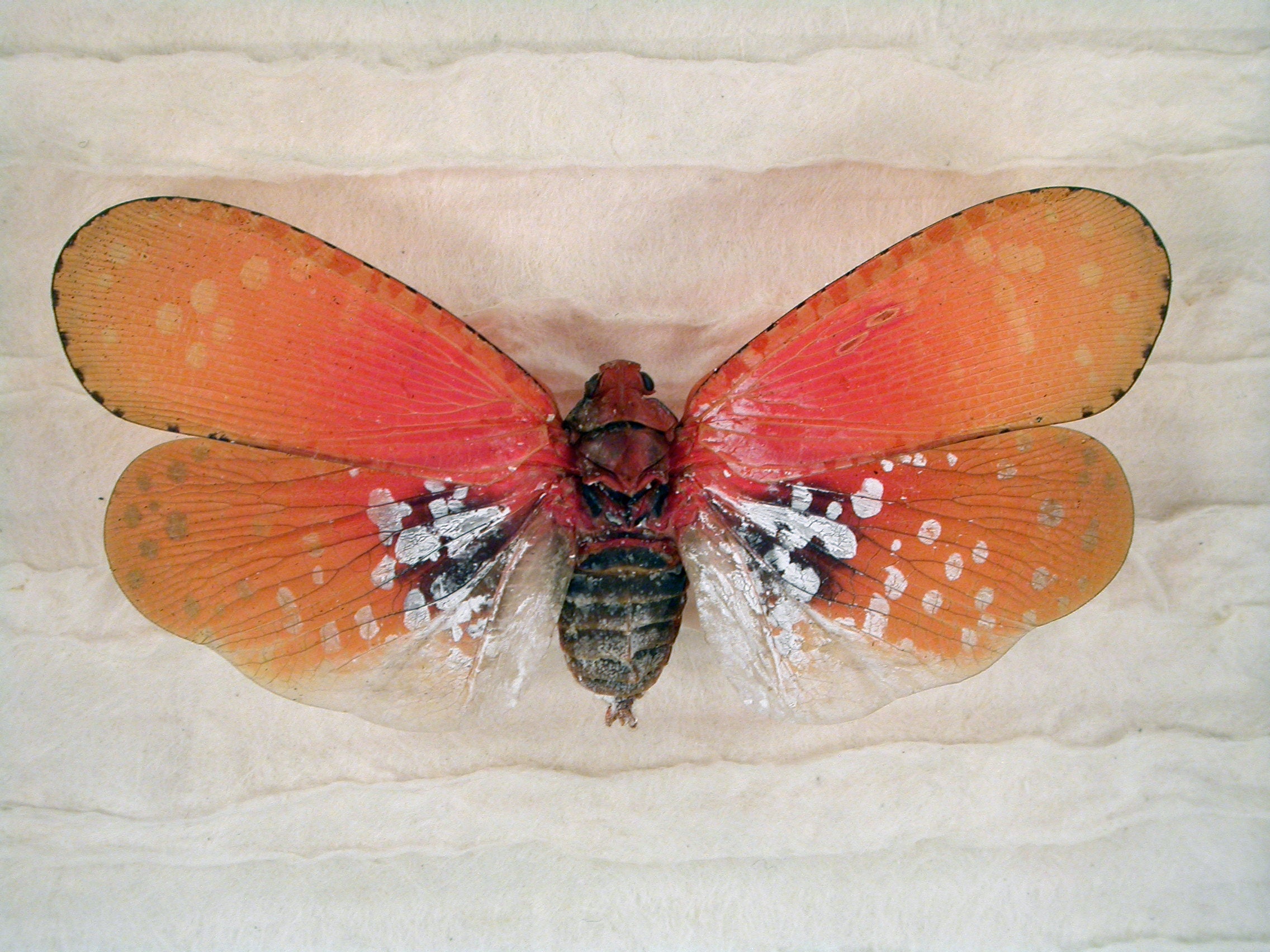 BrightlyColored Butterfly Bug Fulgorid Aphaena submaculata Etsy