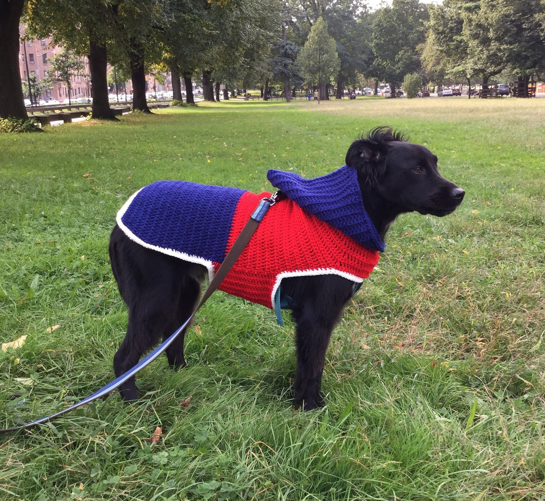 large dog sweaters