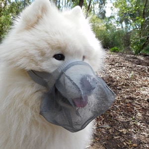 May include: A white fluffy dog wearing a gray mesh muzzle. The dog is standing in a wooded area with brown leaves and dirt on the ground.
