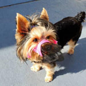 Smuzzle: A soft muzzle that lets your dog Smile image 2