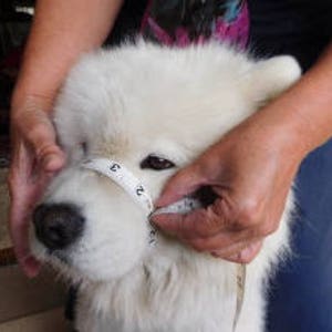 Smuzzle: A soft muzzle that lets your dog Smile image 9