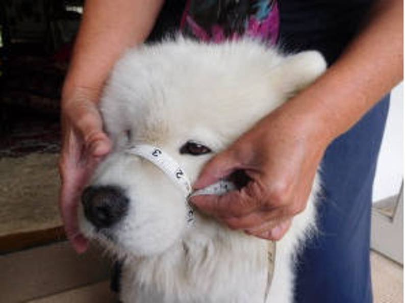 Smuzzle: A soft muzzle that lets your dog Smile image 9