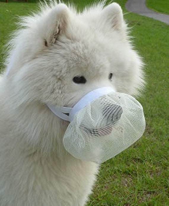 dog beak muzzle