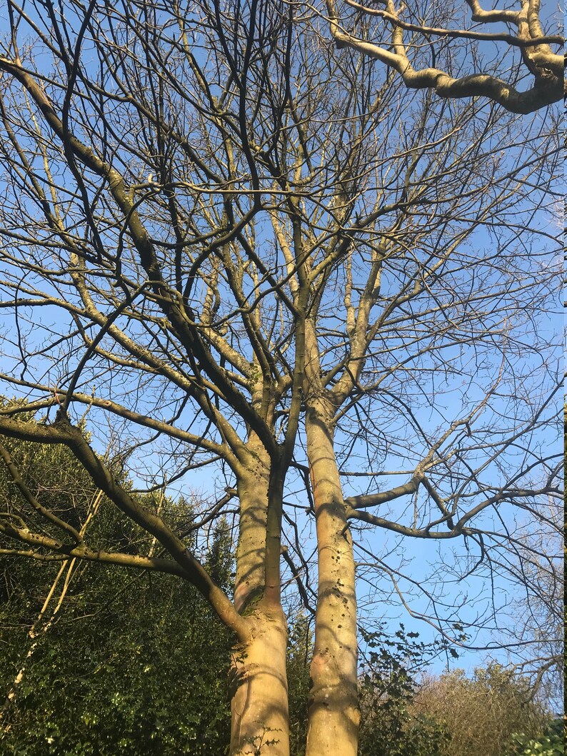 Wood cake stand housewarming gifts gift for hostess rustic Etsy