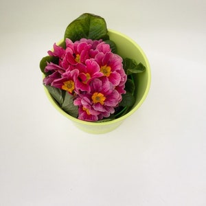 Blumentopf, mit Spruch , Einweihungsgeschenk Topf, Bild 8