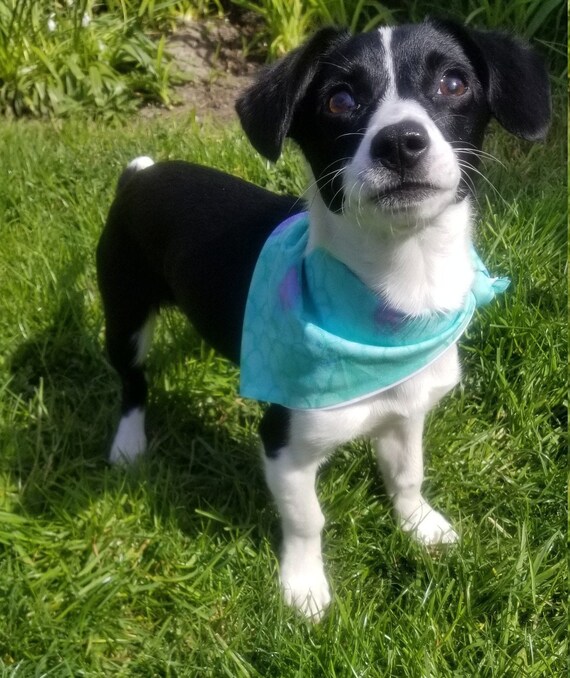 Medium Celestial Mermaid Dog Bandanna