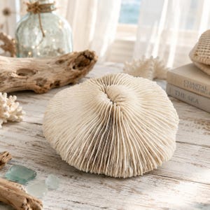 May include: A round, off-white mushroom coral specimen featuring a dense, radiating pattern of thin, vertical ridges that converge at a central point, showcasing a natural, textured surface with a firm, calcified structure.
