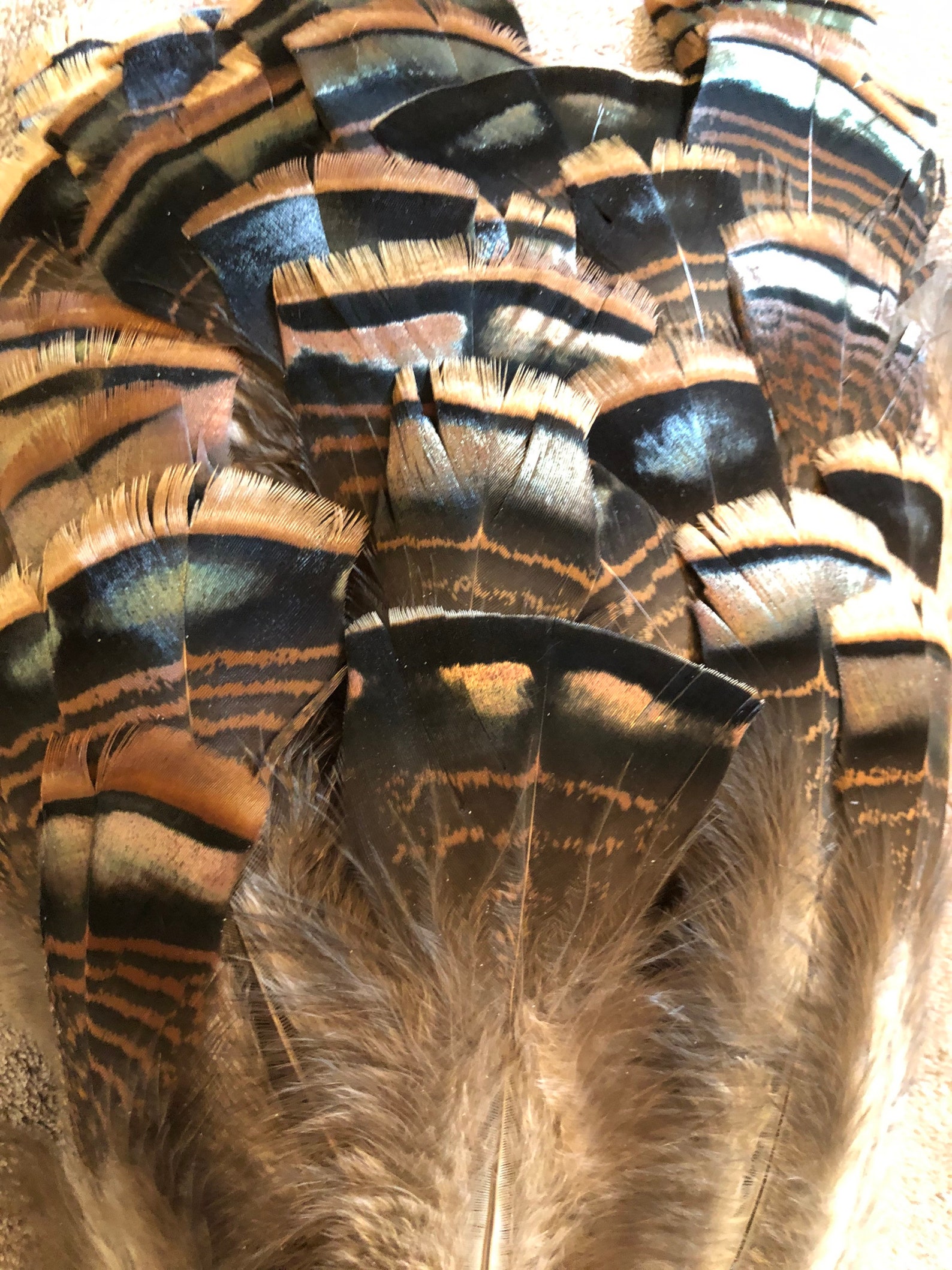 Feathers Raw Assorted Turkey Tail Iridescent Barred Clean Etsy