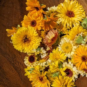 Calendula Seeds: Sunset & Pacific Mix - Apothecary Herb Seeds
