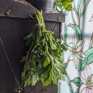 Large Mugwort Bundle: Fresh Cut or Dried Herb - Witchcraft & Tea