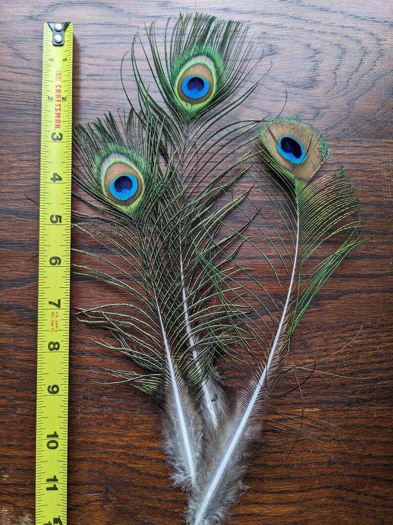 Peacock Green Laced Hen Feathers For Crafting 12pc/bag Peacock