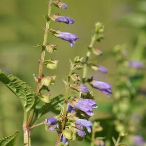 Midwest Native Wildflower Seeds - Mad-dog Skullcap - Scutellaria laterifolia