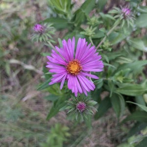 Midwest Native Wildflower Seeds - New England Aster - Aster novae-angliae