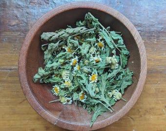 Feverwort Tea Large Mugwort Bundle: Fresh Cut or Dried Herb - Witchcraft & Tea - Etsy