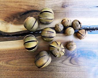 12 limas secas y limas de chile: decoración deshidratada, elaboración de adornos