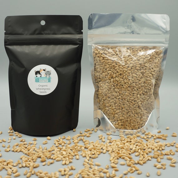 Organic Wheatgrass Seeds (Non-GMO) Double Pack