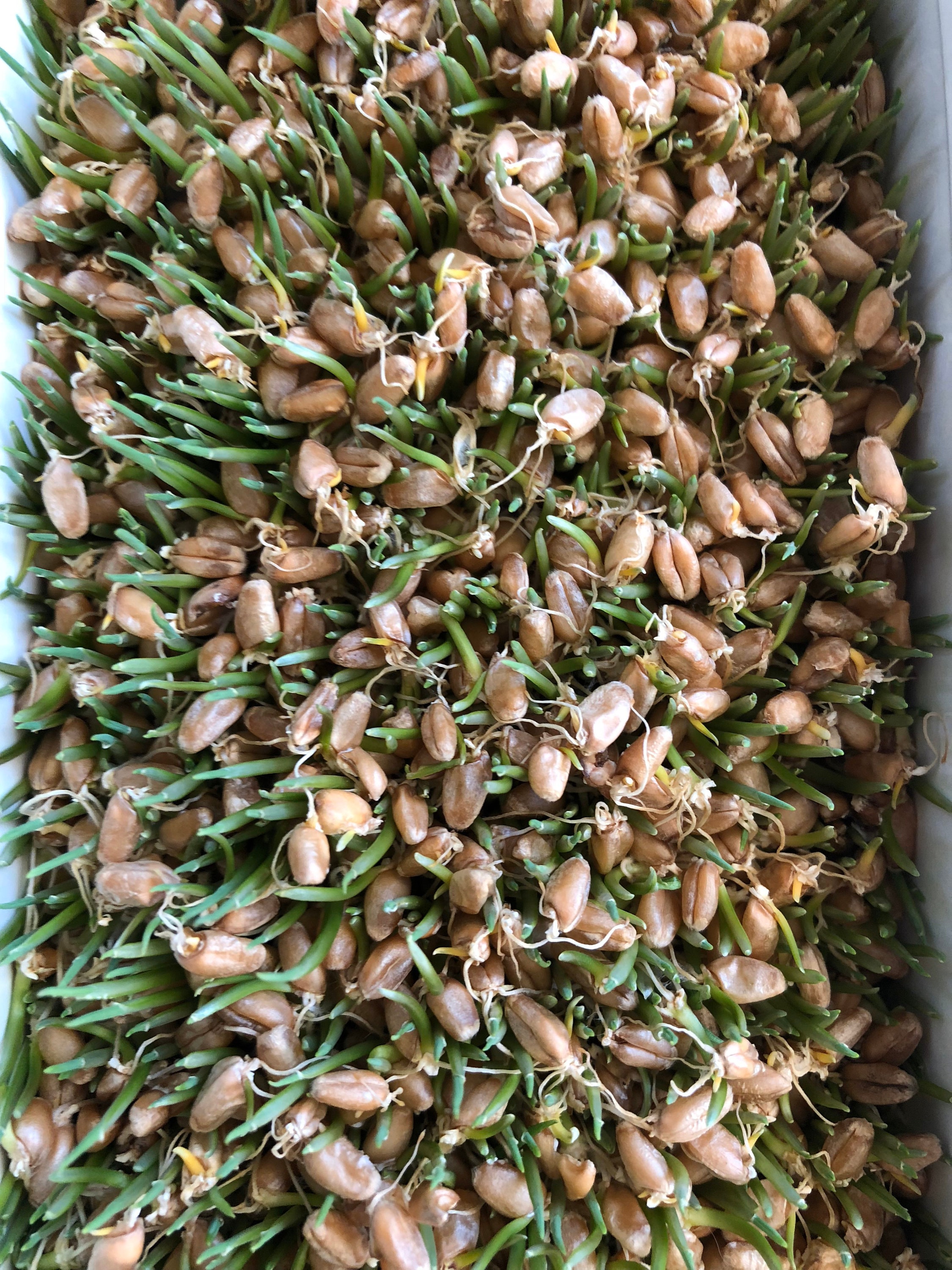 Organic Wheat Grass Seeds (NonGMO) 2 oz bag