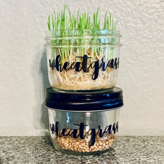 Organic Wheatgrass Growing Kit- Jar w/ 5 oz Bag